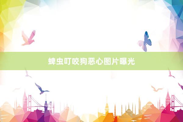 蜱虫叮咬狗恶心图片曝光